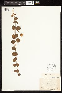 Lysimachia nummularia image