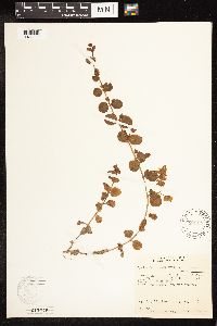 Lysimachia nummularia image