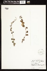 Lysimachia nummularia image