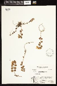 Lysimachia nummularia image