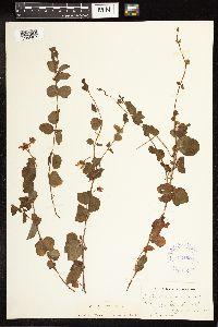 Lysimachia nummularia image