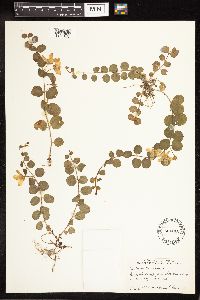 Lysimachia nummularia image