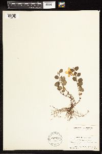 Lysimachia nummularia image