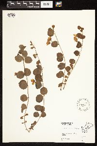 Lysimachia nummularia image