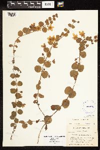 Lysimachia nummularia image