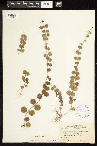 Lysimachia nummularia image