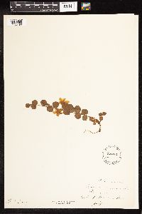 Lysimachia nummularia image