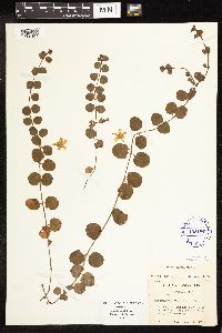 Lysimachia nummularia image