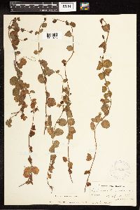 Lysimachia nummularia image