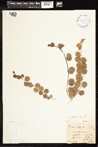 Lysimachia nummularia image