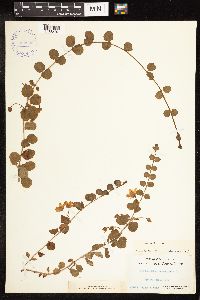 Lysimachia nummularia image