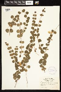 Lysimachia nummularia image