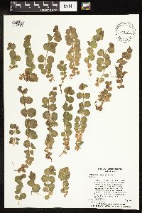 Lysimachia nummularia image