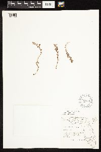 Image of Lysimachia ovalis