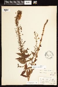 Thumbnail image of current specimen