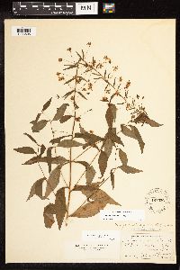 Thumbnail image of current specimen