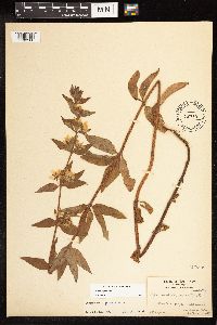 Image of Lysimachia punctata