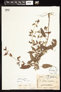 Image of Lysimachia radicans