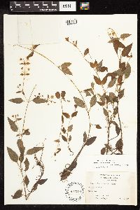 Lysimachia radicans image