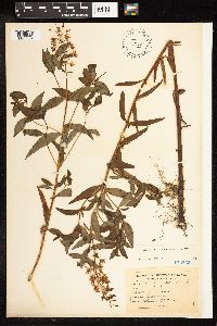 Lysimachia terrestris image