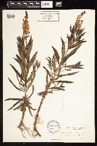 Lysimachia terrestris image