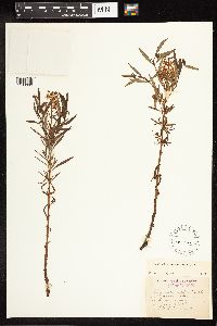 Lysimachia terrestris image