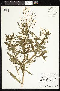 Lysimachia terrestris image