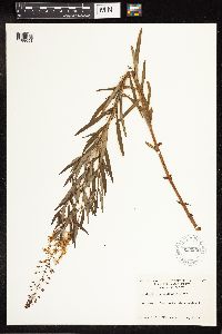 Lysimachia terrestris image