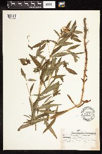 Lysimachia terrestris image