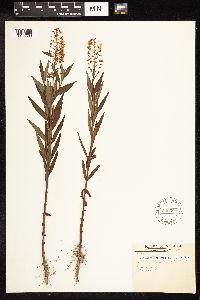 Lysimachia terrestris image