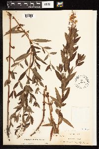 Lysimachia terrestris image