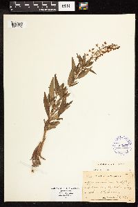 Lysimachia terrestris image