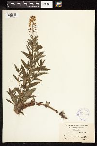 Lysimachia terrestris image