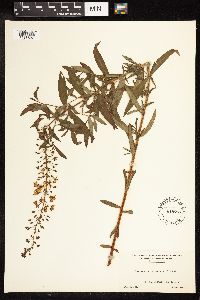 Lysimachia terrestris image