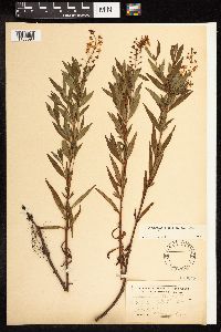 Lysimachia terrestris image