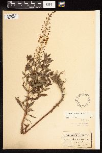 Lysimachia terrestris image
