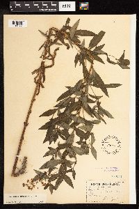 Lysimachia terrestris image