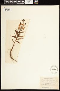 Lysimachia terrestris image