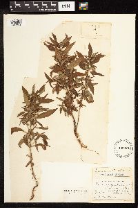 Lysimachia terrestris image