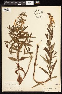 Lysimachia terrestris image