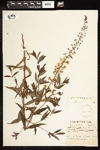 Lysimachia terrestris image