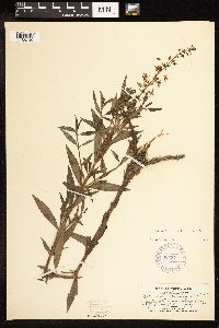 Lysimachia terrestris image