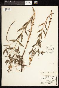 Lysimachia terrestris image