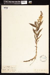 Lysimachia terrestris image