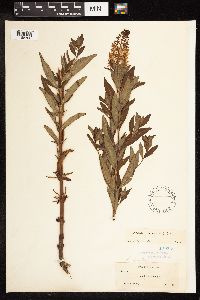 Lysimachia terrestris image