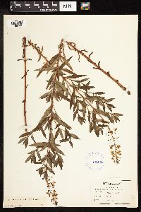 Lysimachia terrestris image