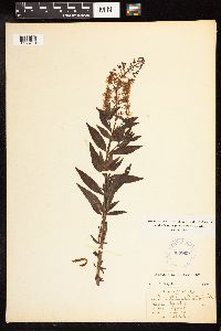 Lysimachia terrestris image