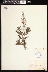 Lysimachia terrestris image