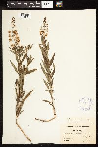 Lysimachia terrestris image