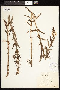 Lysimachia terrestris image
